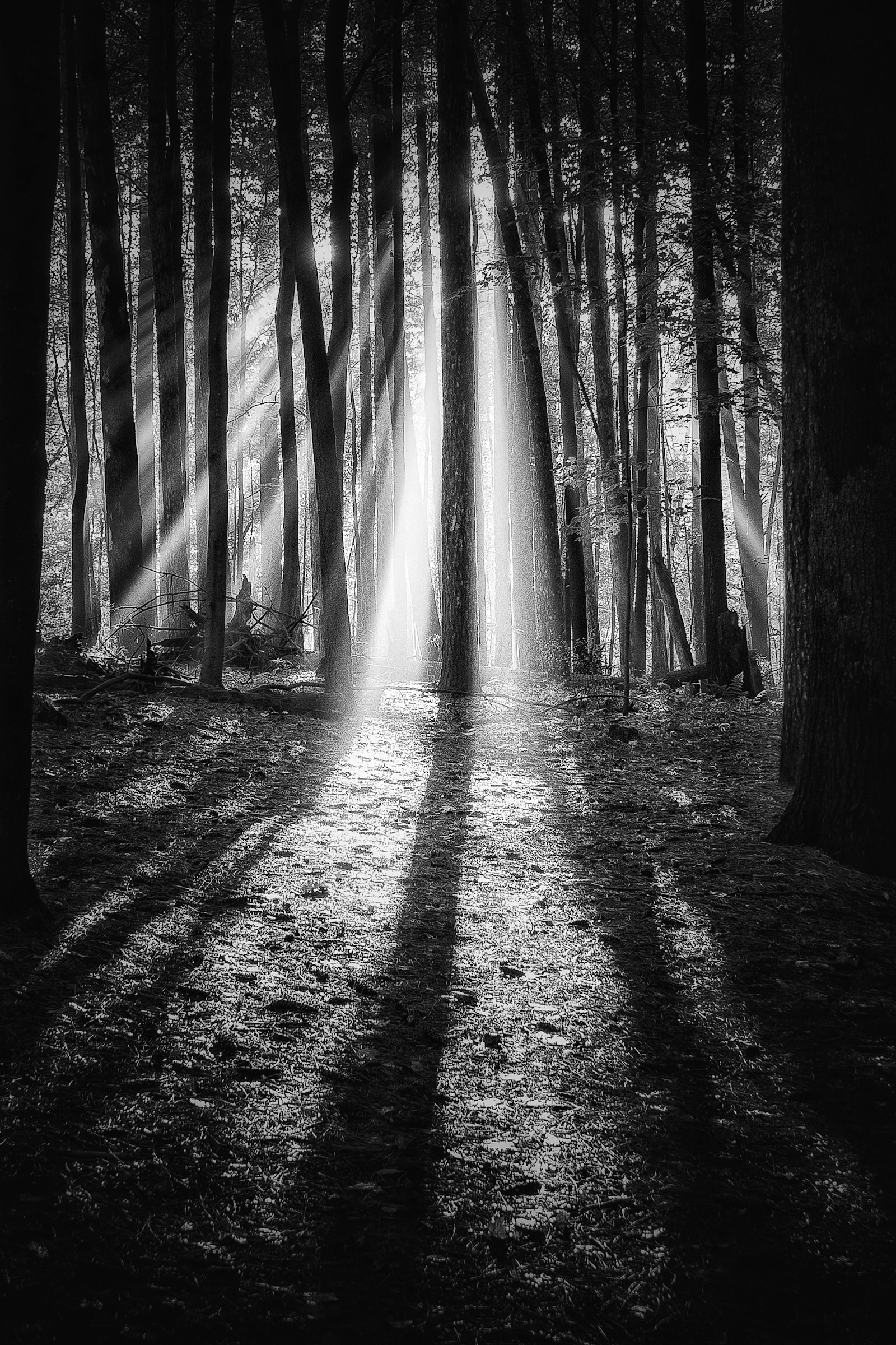 Morning sunlight falling between trees in a quiet forest